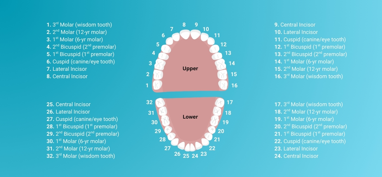 How Do Dentists Number Teeth